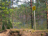 woods
